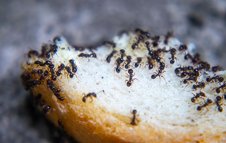 swarm of ants on bread