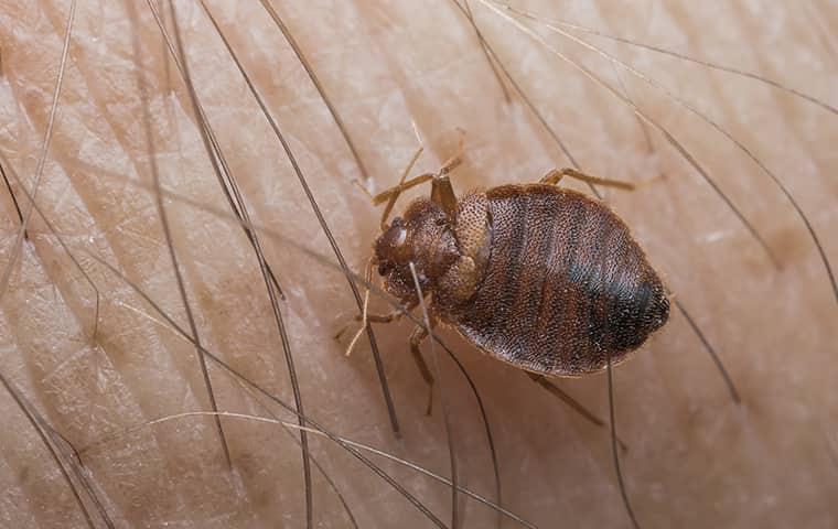 a bed bug biting human skin
