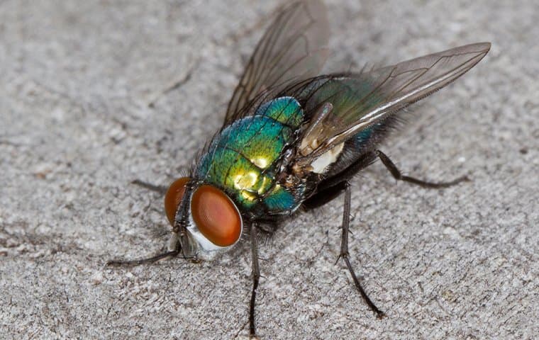 fly on a kitchen counter