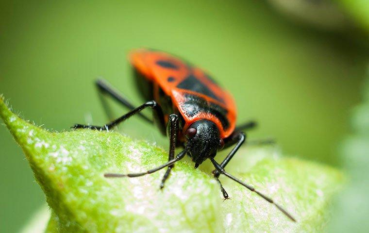 boxelder bug on plant