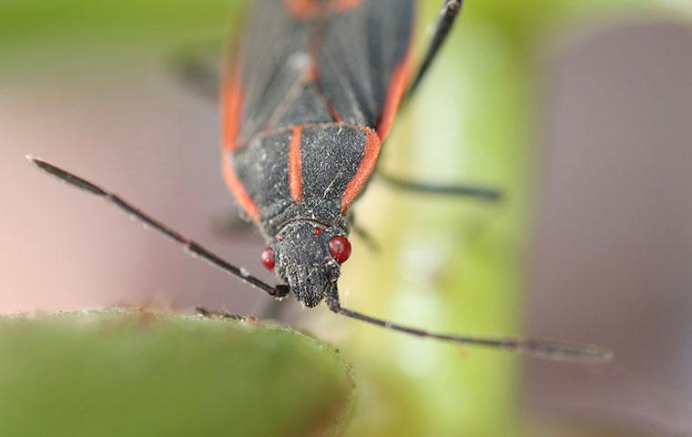 boxelder bug up close