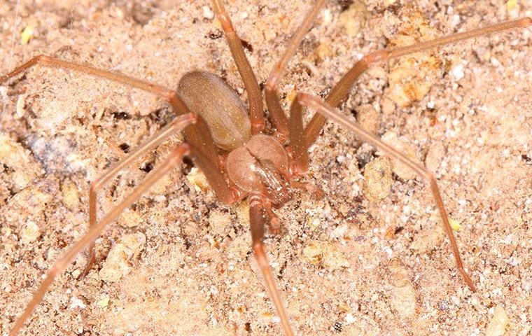 spider on ground