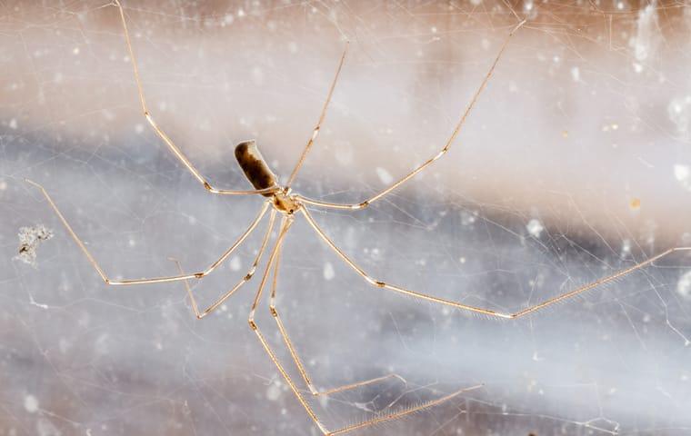 daddy long legs in a web