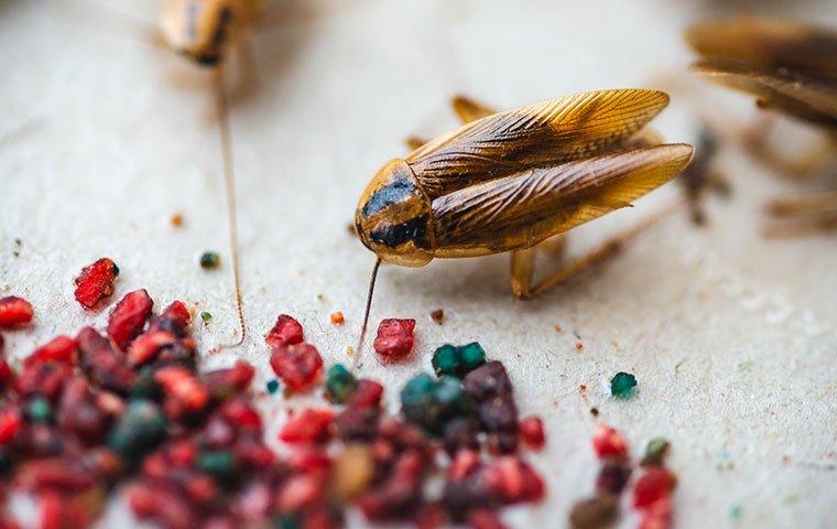 german cockroach near crumbs