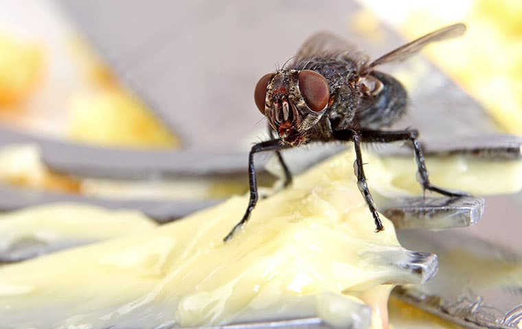 house fly on fork