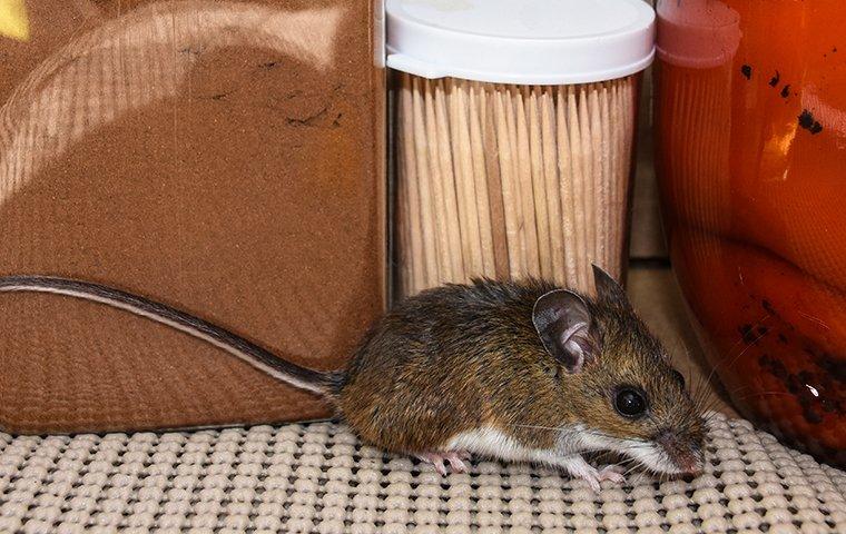 house mouse in the kitchen pantry