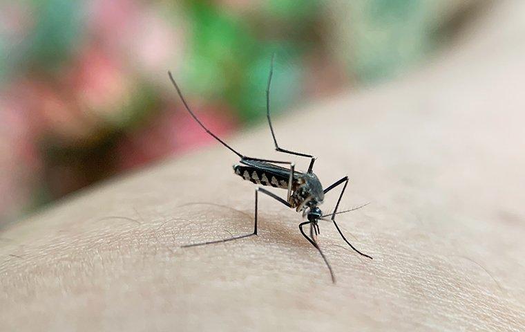 a mosquito biting human skin