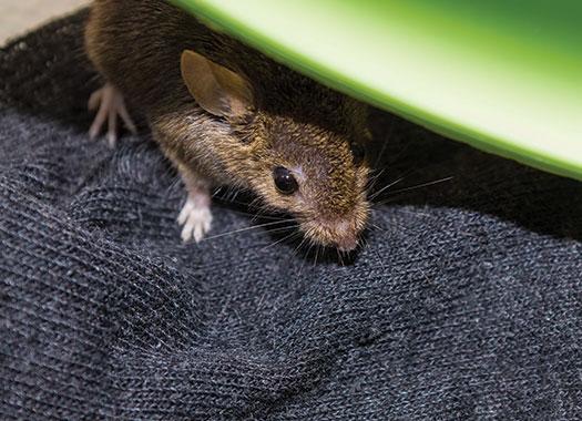 mouse crawling under a blanket