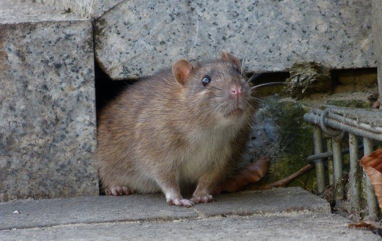 norway rat crawling out a hole