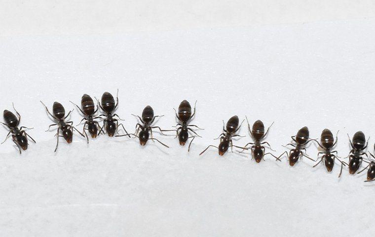 some odorous house ants in a row