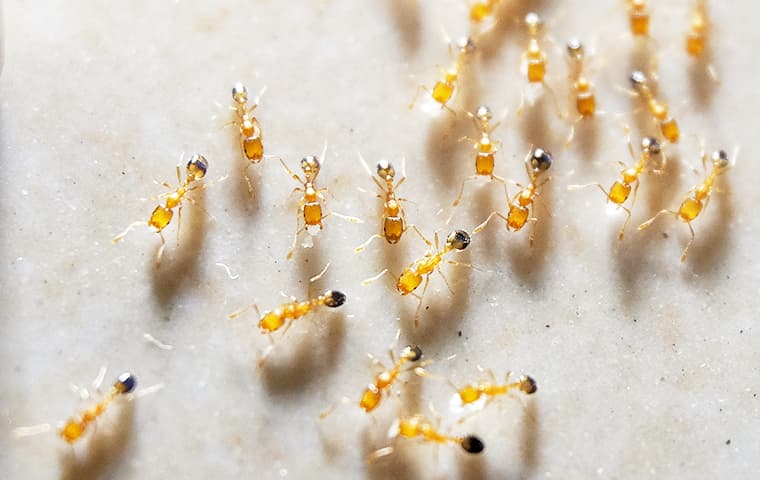 Pharaoh ants on a counter.