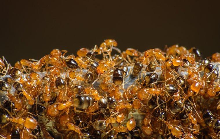 a swarm of pharaoh ants