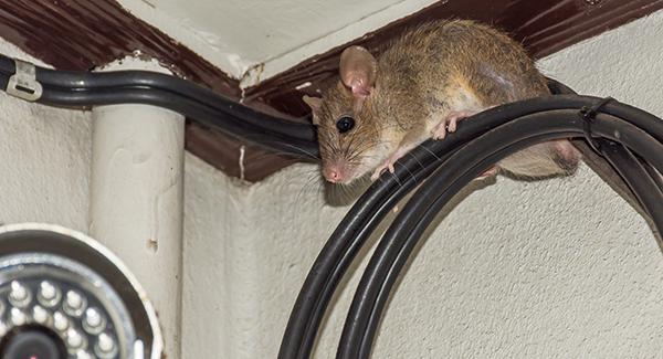 rat on wiring in home