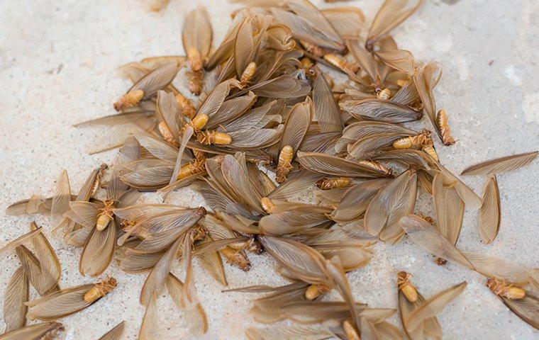 swarming termites lying on the ground