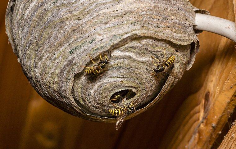 wasps flying near their nest