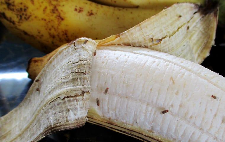 fruit flies on bananas