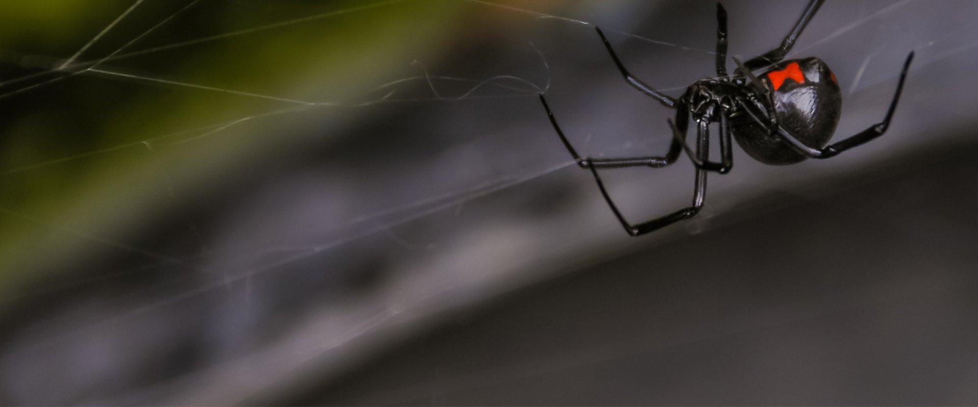a black widow on a web