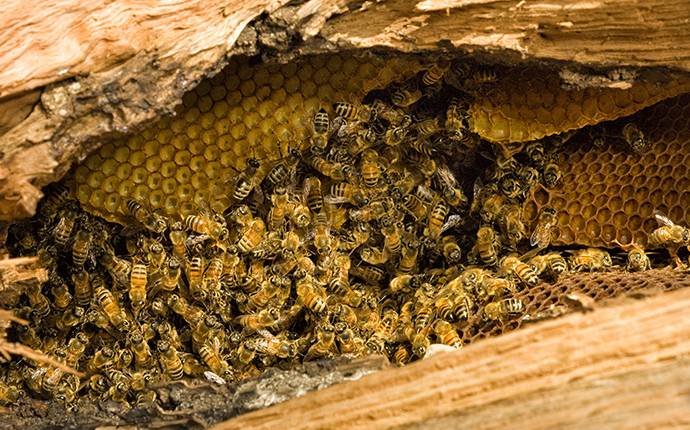 bees on a hive
