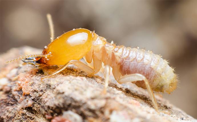 an up close image of a termite on wood