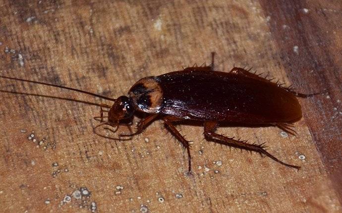 american cockroach in basement
