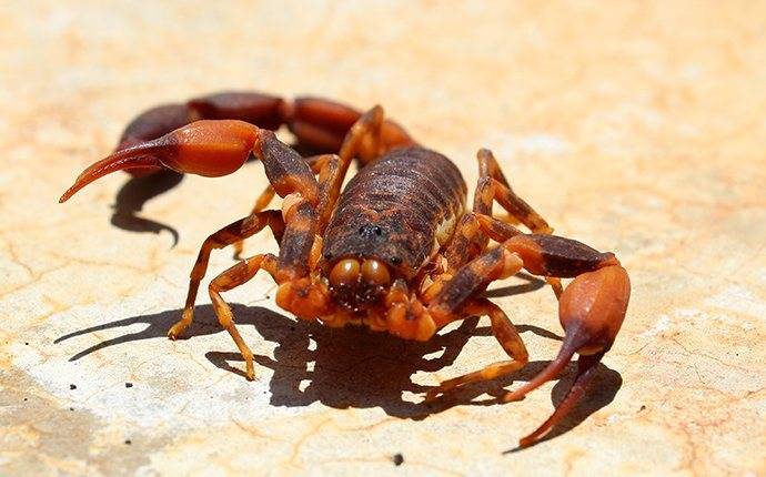 a bark scorpion on the ground