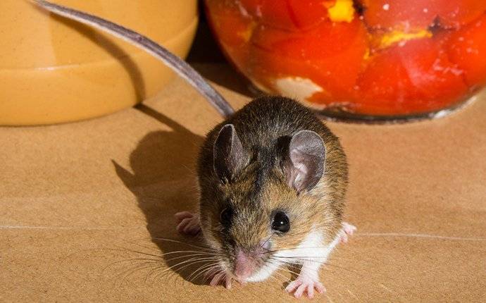 a mouse infestation on a kitchen