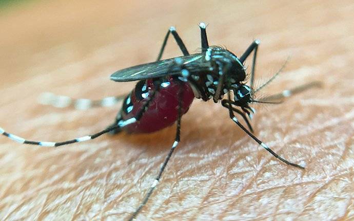 a mosquito biting human skin and spreading dieases
