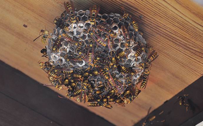 a group of wasps on a nest under a porch