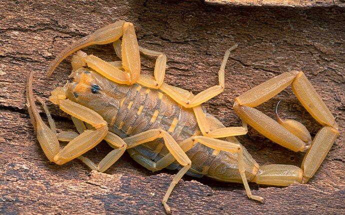 a bark scorpion in mcdonough georgia