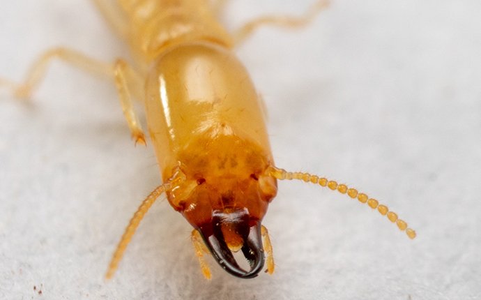 close up of termite in senoia georgia