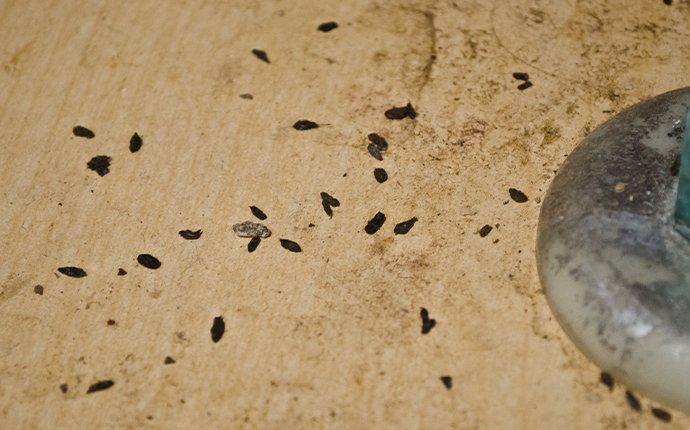 mice droppings in fayetteville georgia