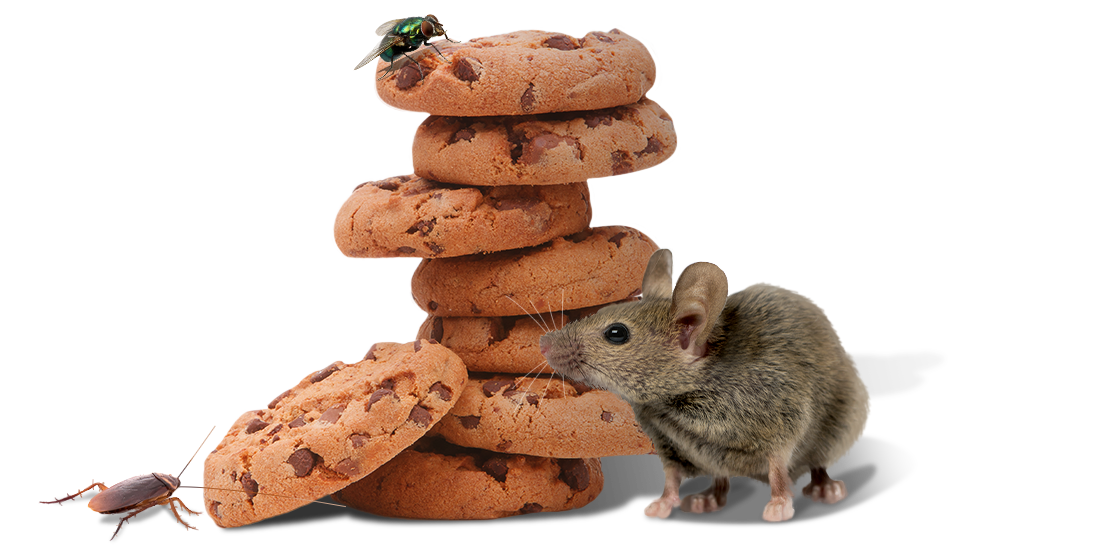 a mouse with cookies