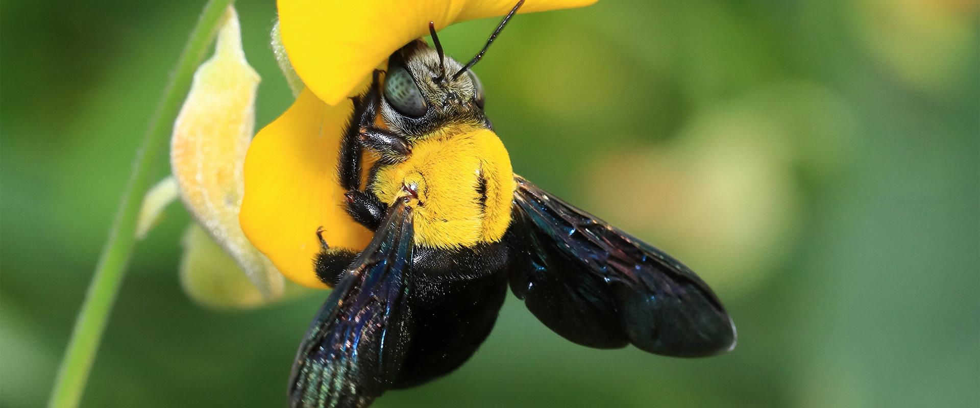 Carpenter Bee Identification In Fayetteville, GA Ennis Exterminating