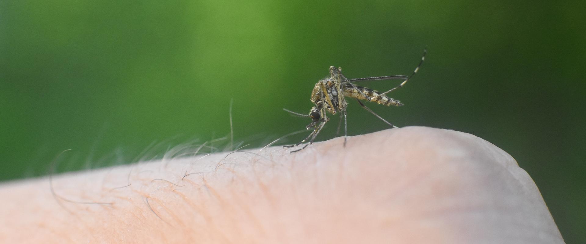 a mosquito on a finger in fayetteville georgia