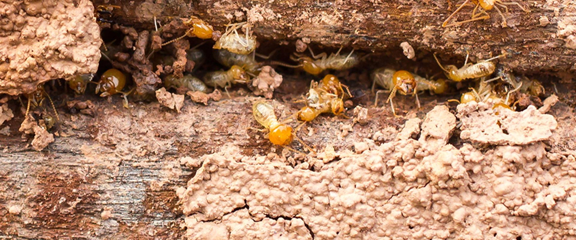termites in a mound in fayetteville georgia