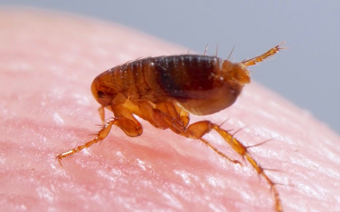 a flea on skin in fayetteville georgia