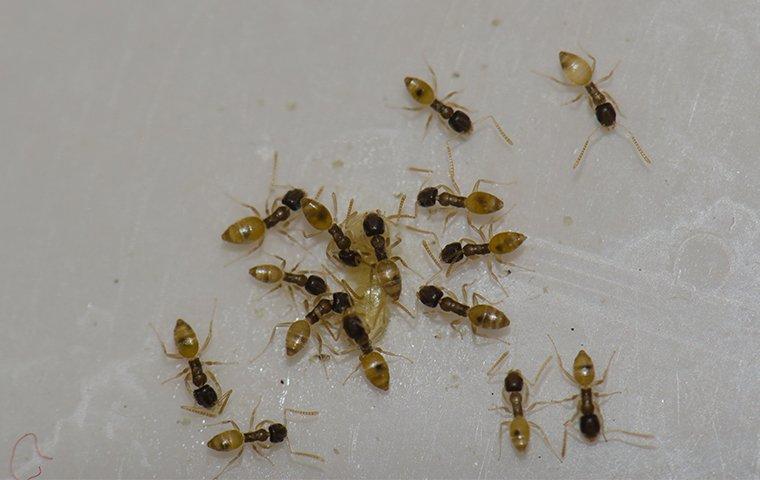 argentine ants on kitchen floor