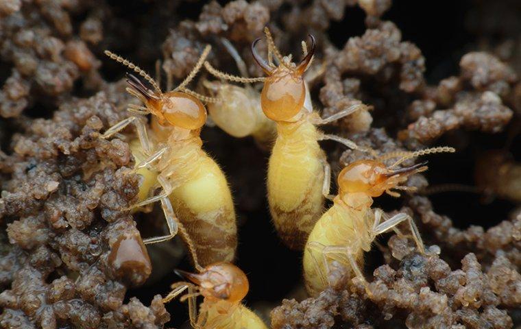 formosan termites coming out of hole in the ground