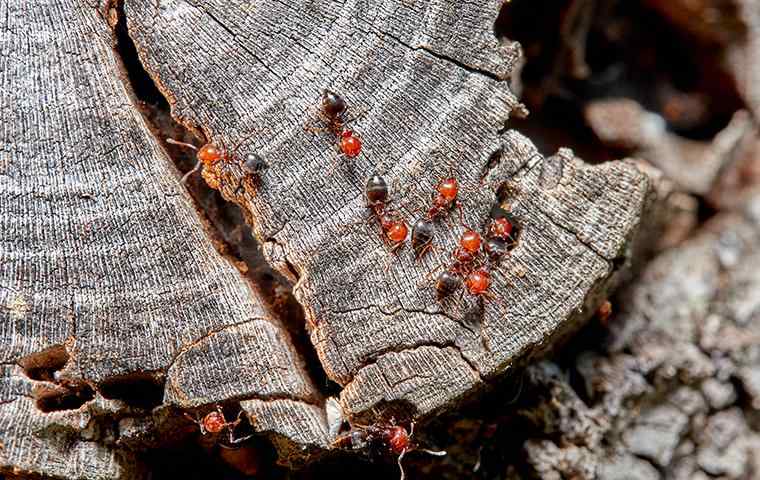 acrobat ants on tree stump