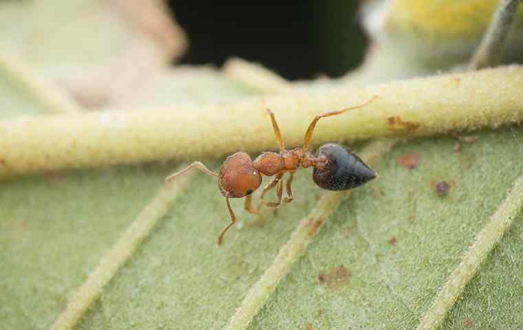 a small acrobat ant on a leaf