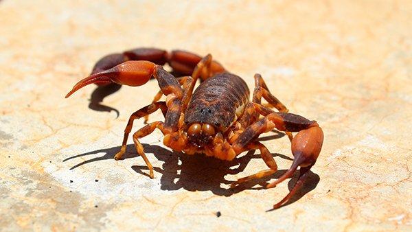 a bark scorpion in a yard