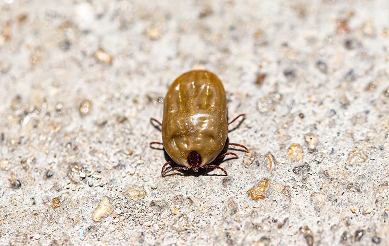a bloated tick