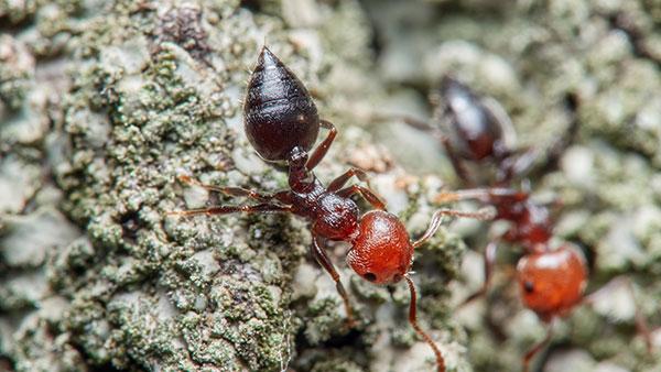 up close image of acrobat ants