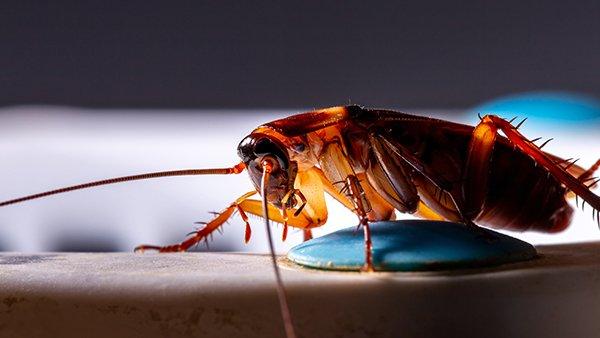 american cockroach in a kitchen