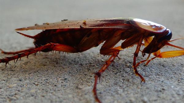 Blog - How Much Do You Really Know About American Cockroaches In Frisco?