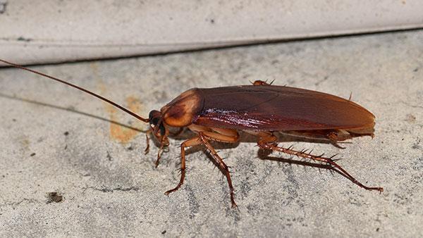 american cockroach on the floor
