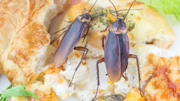 two american roaches on food