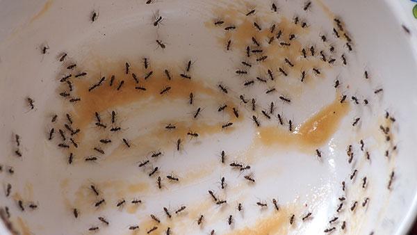 ant infestation in bowl