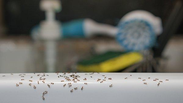 ants crawling on tub