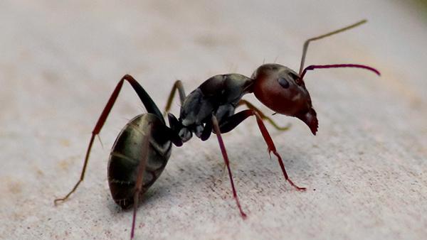 close up of ant outside